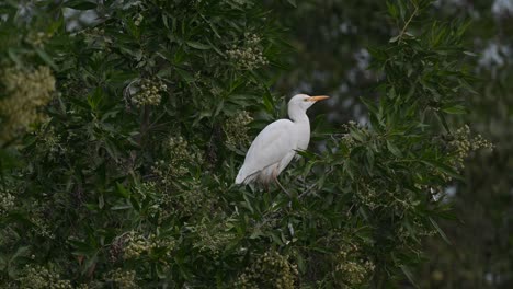 garcilla bueyera vagando por los árboles en busca de insectos en la tierra pantanosa - bahrein