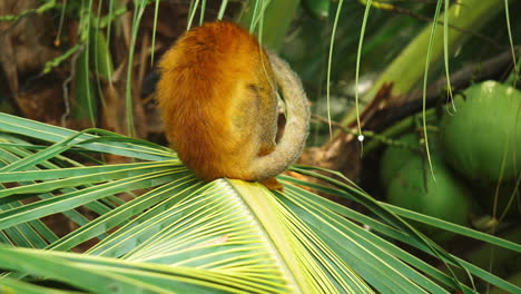 Ein-Totenkopfäffchen-Inmitten-Dichter-Regenwaldbelaubung-In-Costa-Rica.