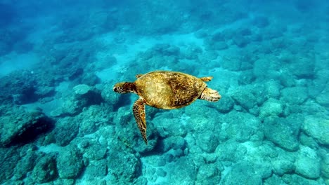 Tortuga-Marina-Verde,-Chelonia-Mydas-Navegando-En-El-Agua-Tibia-Sobre-Los-Arrecifes-De-Coral-Y-Las-Rocas