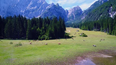 horses graze on green field.lake lago di fusine superiore italy alps. aerial fpv drone flights.