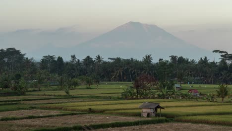 sunrise over rice paddies and volcano