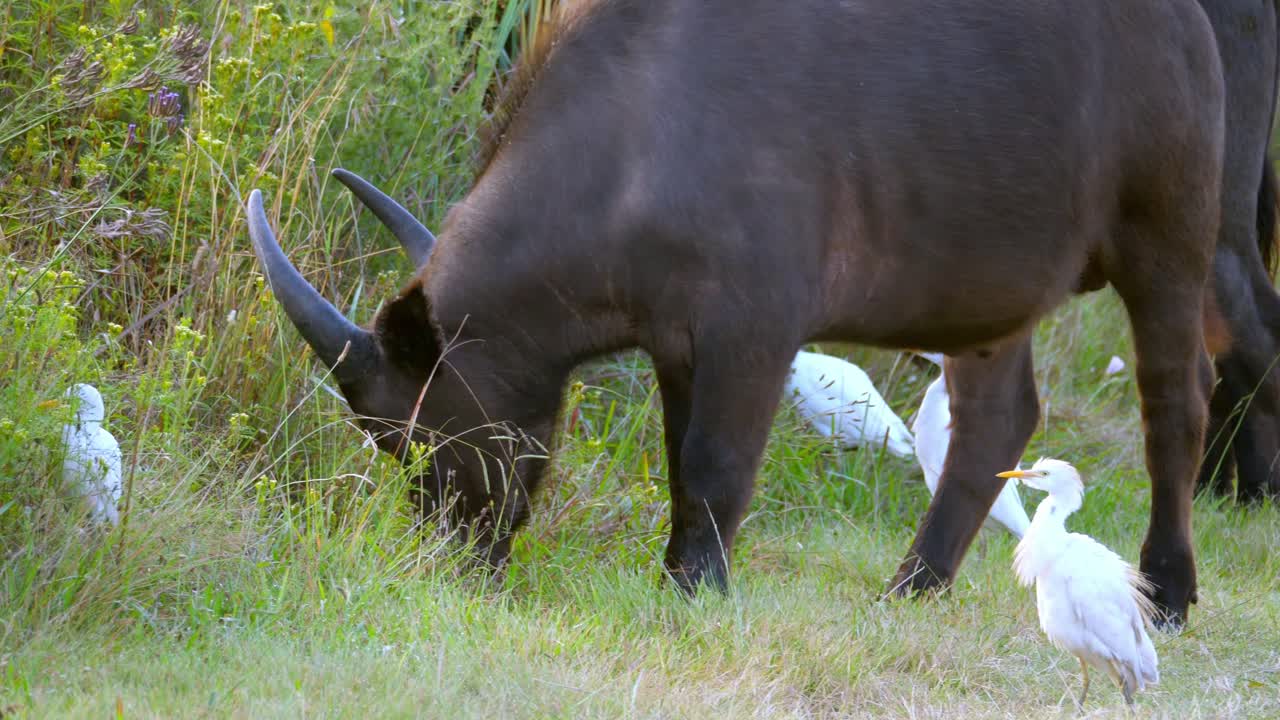 foto de seguimiento de varios búfalos comiendo con garcetas de pie al lado