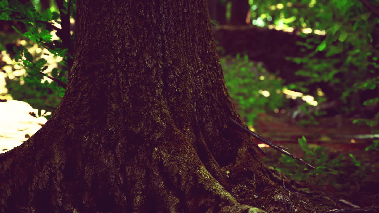 Close-up of a large tree trunk base in a forest