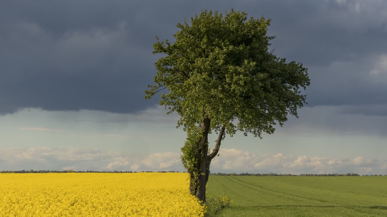 Showers and beams with sunlight moving in the background of a single tree