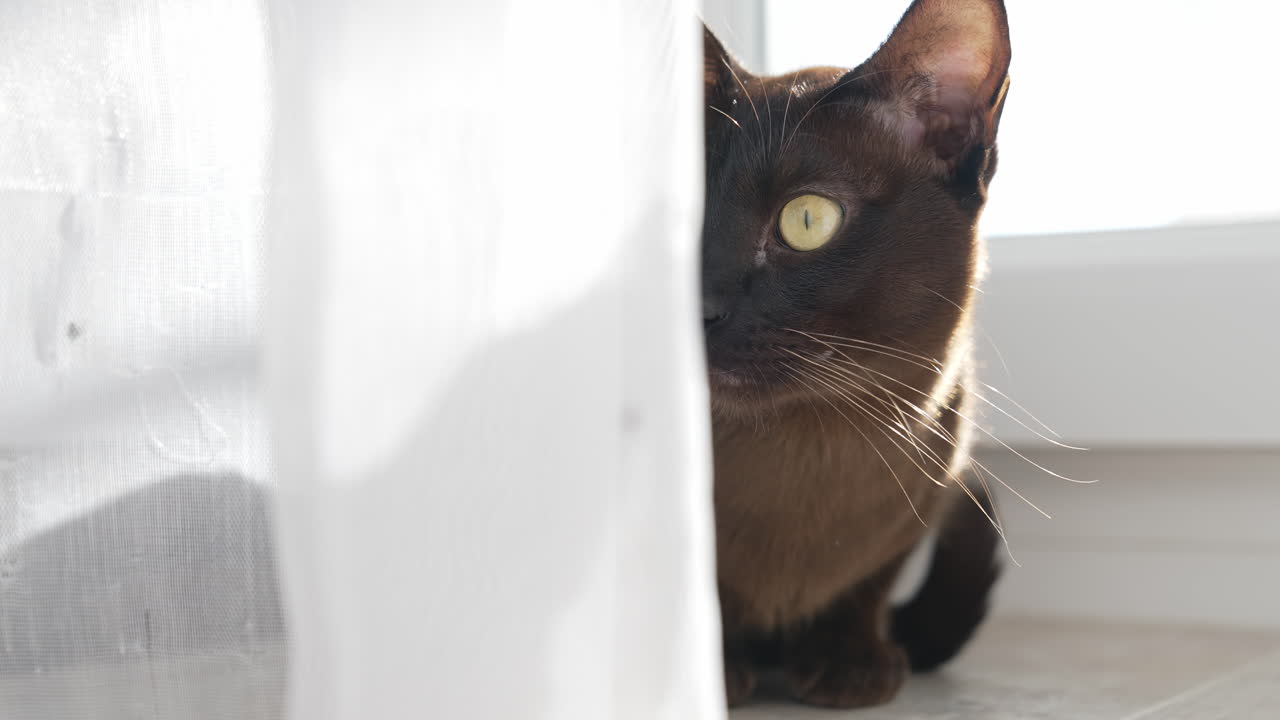 Gatto che guarda la telecamera. Gatto seduto sul pavimento in soggiorno.