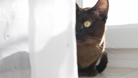 cat looking at camera. cat sitting on floor in living room