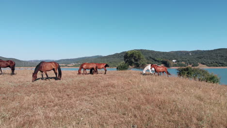 caballos mediterráneos salvajes marrones y blancos pastando junto al lago - toma aérea en órbita de ángulo bajo