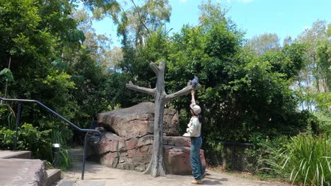 trainer conducts flying demonstration with bird of prey