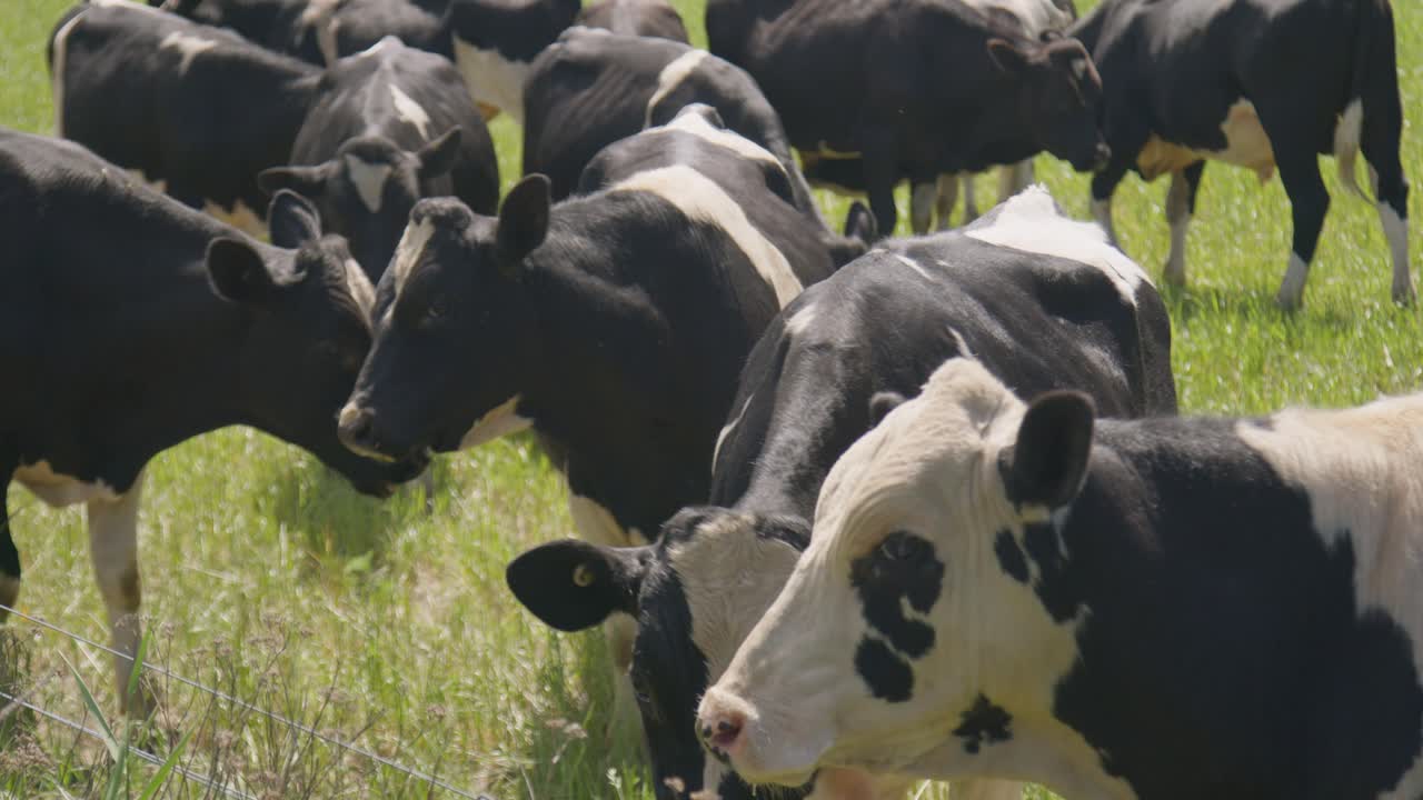 A herd of Hereford cows crowding and looking at the camera in New Zealand
