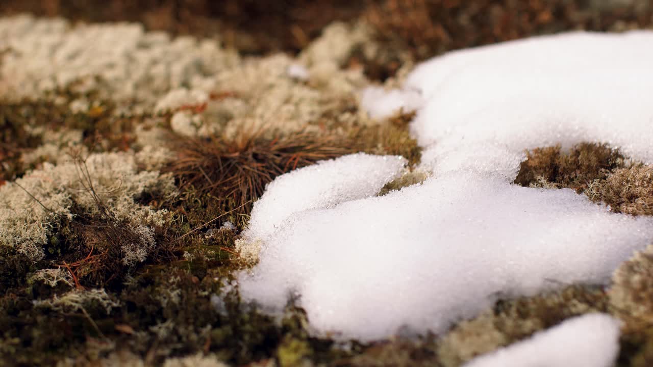 este último nevará en el bosque en el camino viejo