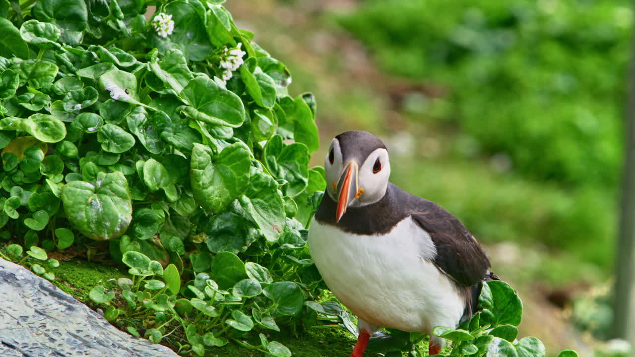 A close-up of an Atlantic puffin (Fratercula arctica) standing on rocky hillside covered in lush green plants on Hornøya Island near Vardø, Finnmark, Northern Norway, looking around in summer daylight