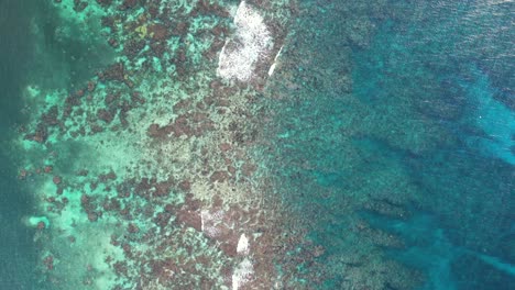 toma aérea cinematográfica 4k del arrecife de coral de la isla de roatán, honduras