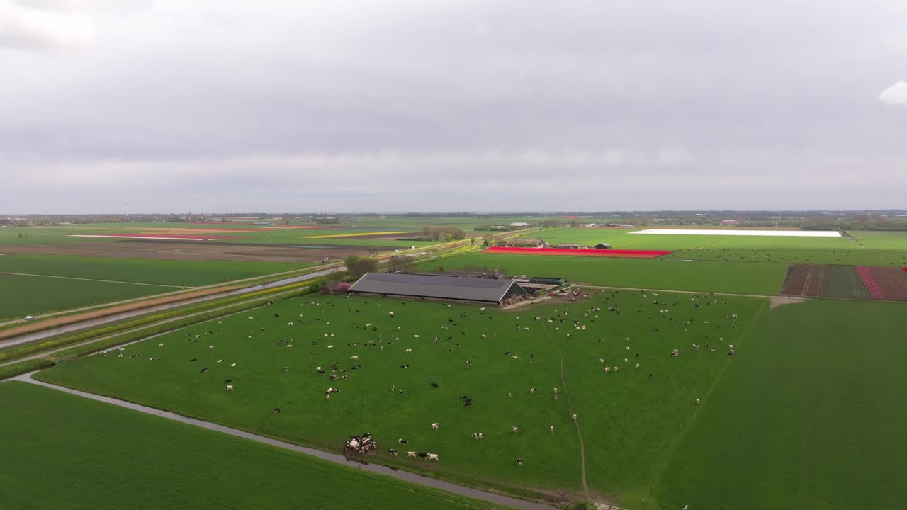 Vista aerea di campi di tulipani con bestiame in campi verdi
