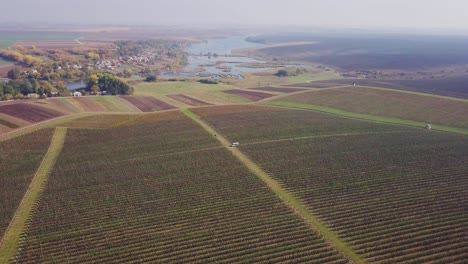 aerial view of the apple orchard. flight over fruit trees. apple harvest.