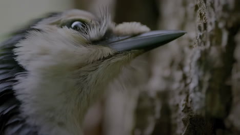 close-up of a bird on a tree trunk