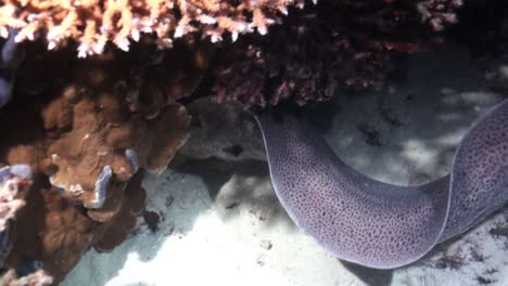 giant-moray-eel-scans-coral-reef-for-prey-during-night,-disappearing-under-a-coral-block