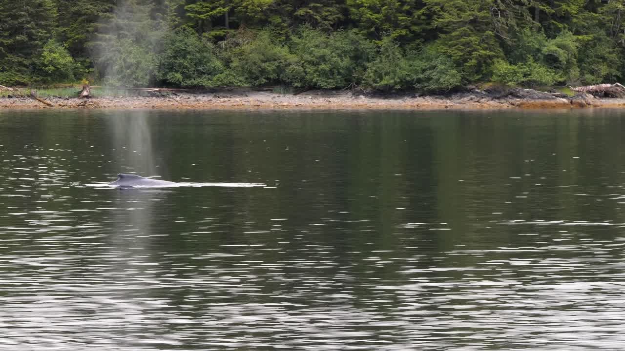 Whale Watching in Sitka, Alaska. Humpback whale swimming very close to the shore.