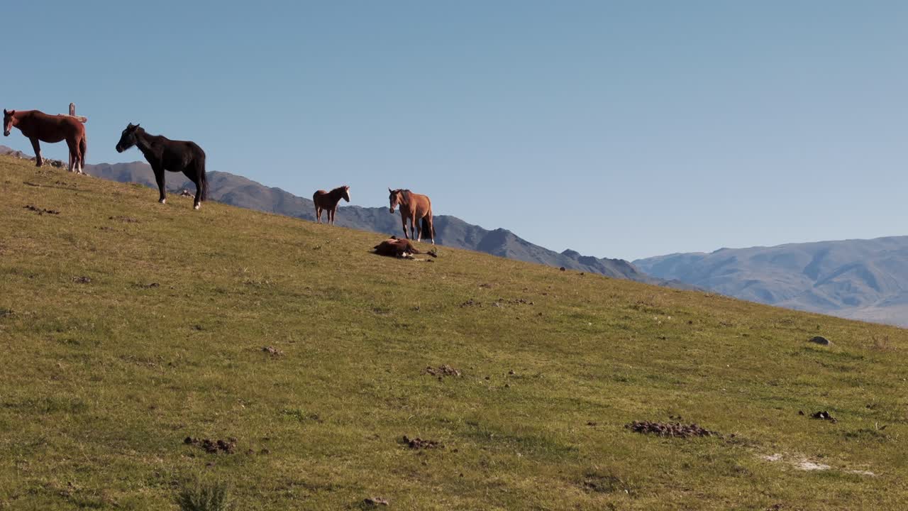 vista aérea de caballos pastando en las montañas andinas de la provincia de tucumán, tafí del valle