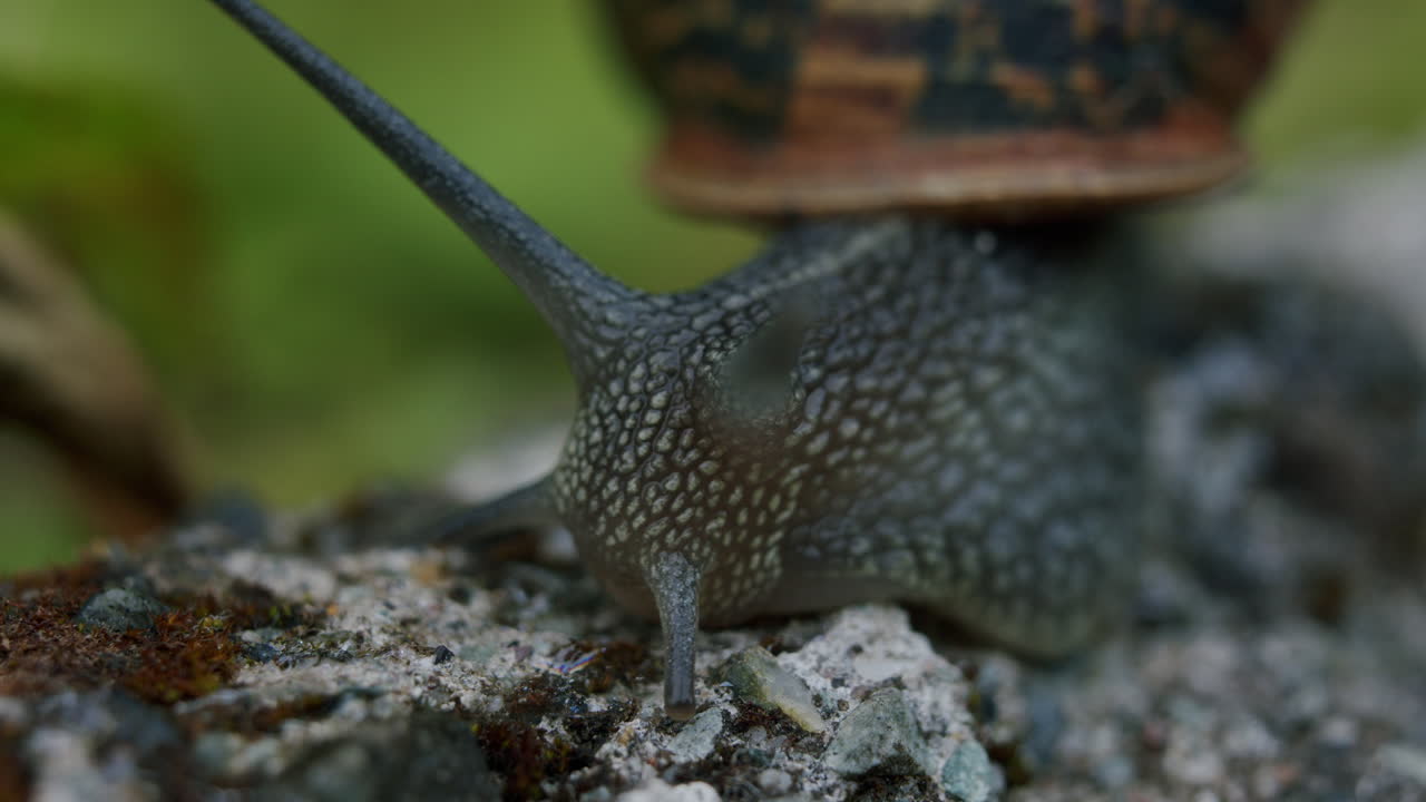Macro closeup of snail head with tentacles and eyes.