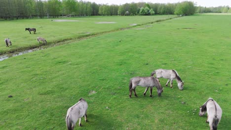 wild horses and auroxen cows running in the field of pape national park, latvia