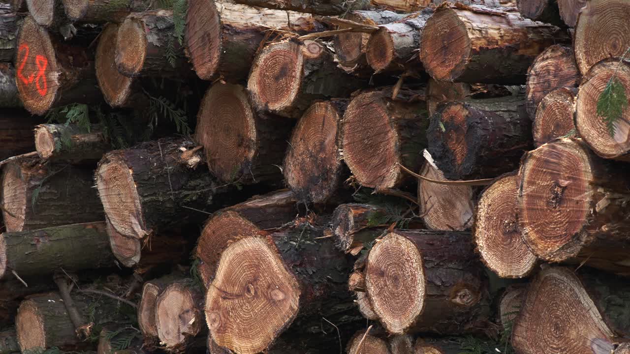 Large Stack Of Logs In Forest 4K