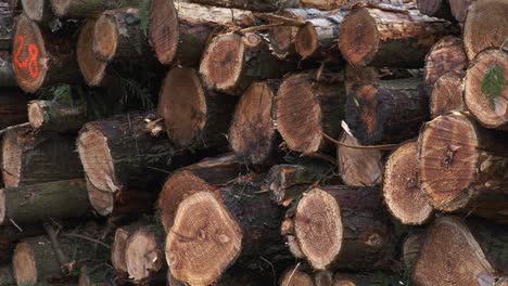 large stack of logs in forest 4k