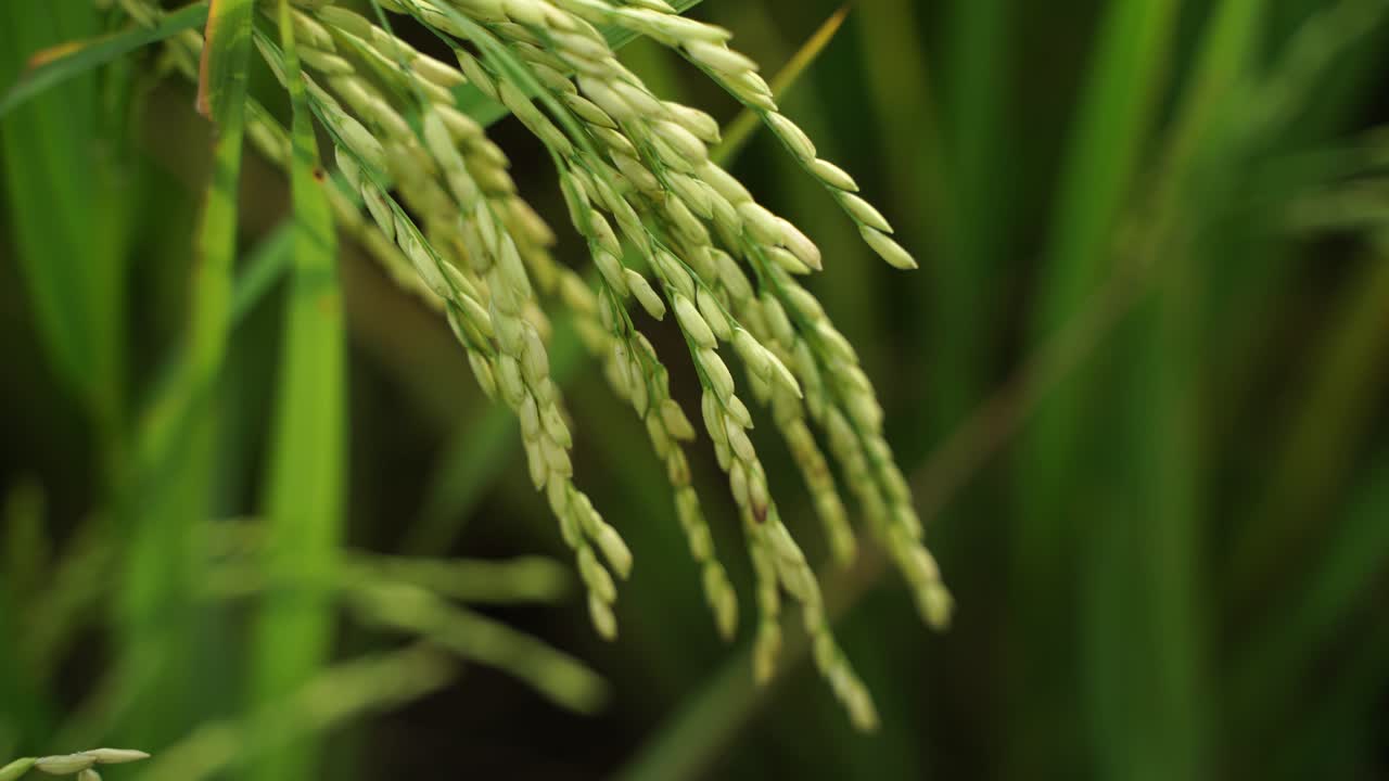 쌀은 많은 아시아 국가에서 주식입니다.