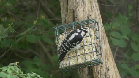 Tiro-Aislado-De-Un-Pájaro-Carpintero-Peludo,-Ave-De-Canadá-Y-América