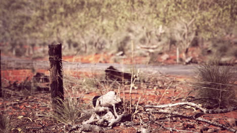 arbusto australiano con árboles en arena roja