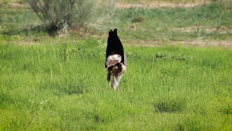 Panning-shot-of-a-Secretary-bird-hunting-in-the-green-grass-of-the-Kgalagadi-Transfrontier-Park