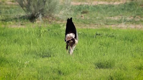 panning shot of a secretary bird hunting in the green grass of the kgalagadi transfrontier park