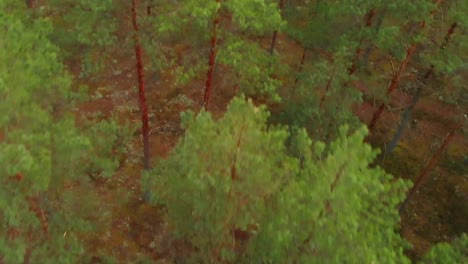 drone elevándose alto sobre bosque de pinos verdes, suecia