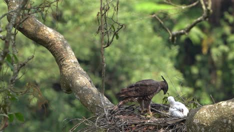 a javan hawk eagle is feeding its young with fresh bat meat, in its nest in a tree in the middle of the forest
