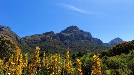 Jardines-Botánicos-Kirstenbosch-Con-La-Montaña-De-La-Mesa-Al-Fondo-En-Ciudad-Del-Cabo,-Sudáfrica