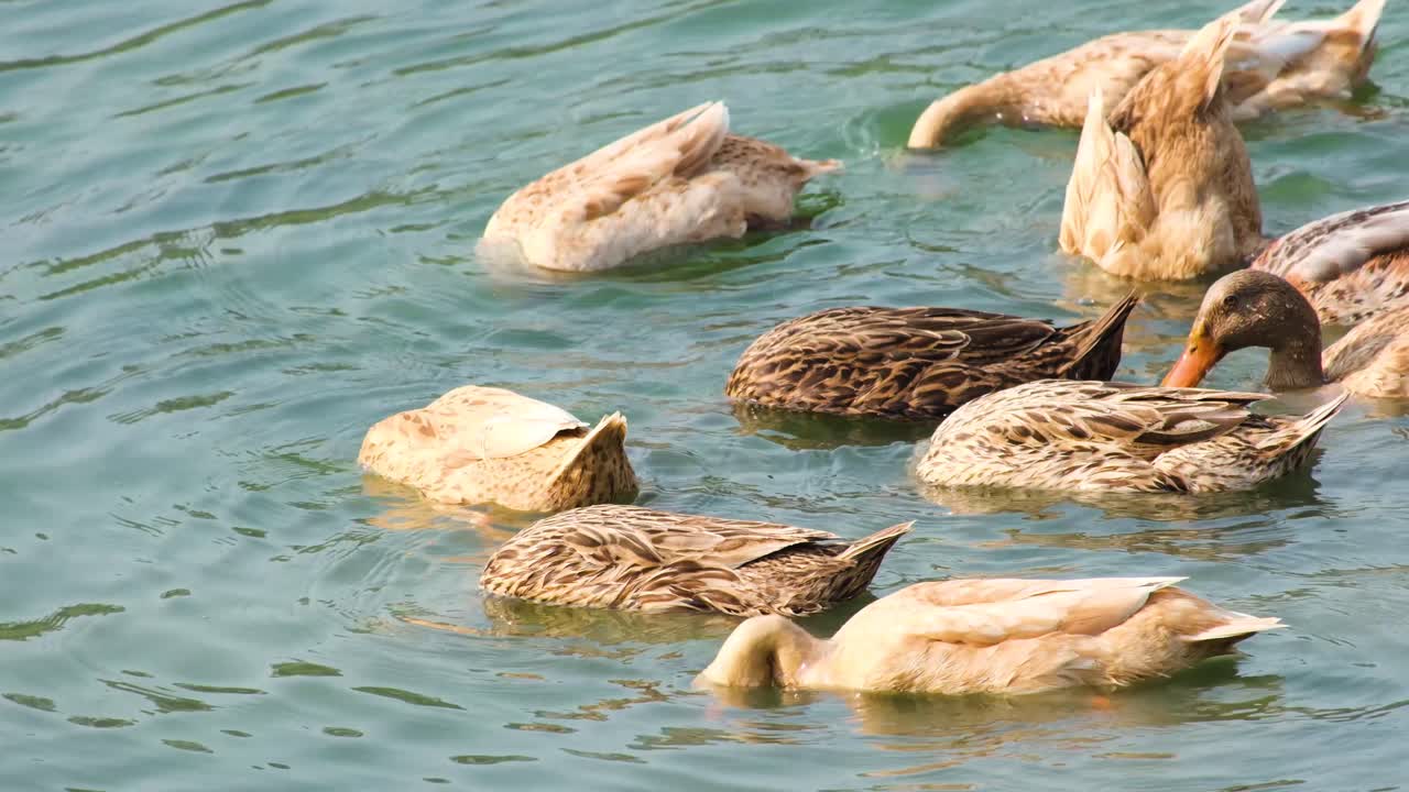 bandada de patos de mármol tamizando comida en el fondo del arroyo