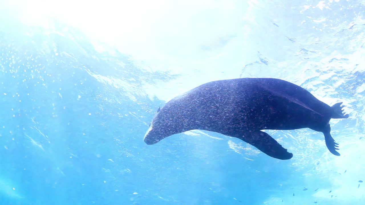 Sea Lions Underwater