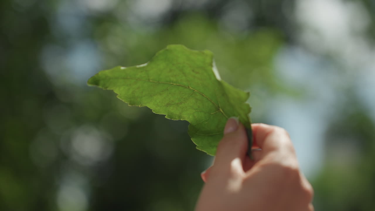 Mom inspecting leaf under sunlight closeup, detailed examination of texture and veins, subtle pollen specks, instructional gesture, urban park backdrop, focused hands, bright bokeh, thoughtful mood