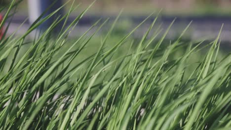 Close-up-of-tall-grass-blowing-in-the-wind-on-a-bright-sunny-day