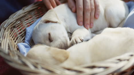 close-up view of a caucasian woman hand petting a white labrador puppy while it is sleeping in a basket in the park