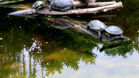 turtles family  sunbathing