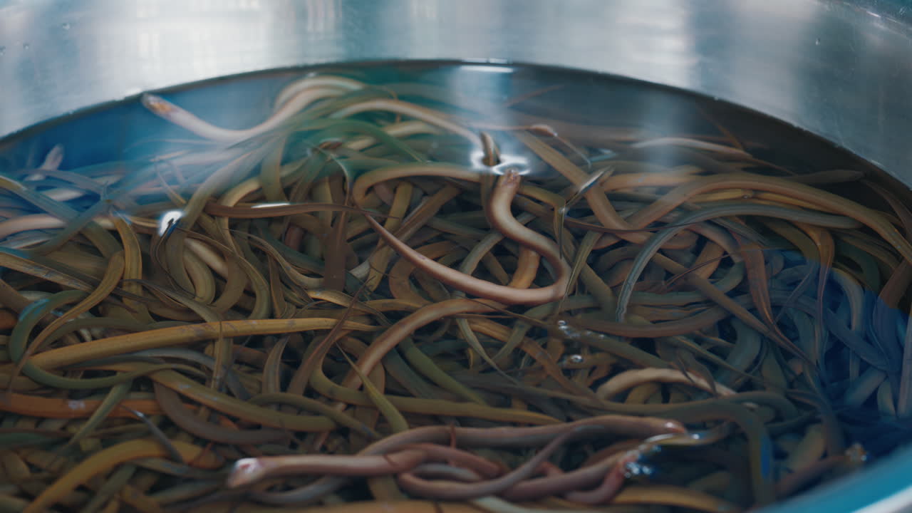 Eels in a bowl of water