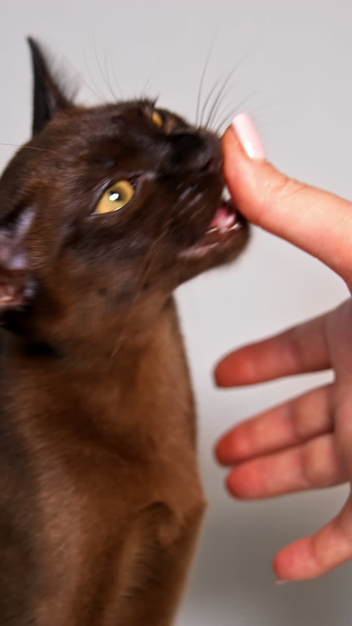 Woman's hand playing with beautiful kitten. Purebred cat sniffing person hand. Burmese cat plays at home. Adorable pet. Vertical video