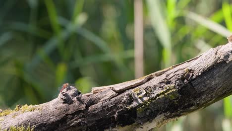 Red Dragonfly on a Tree Branch, (Sympetrum sanguineum)