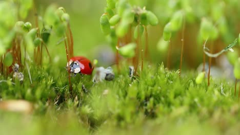 Close-up-wildlife-of-a-ladybug-in-the-green-grass-in-the-forest