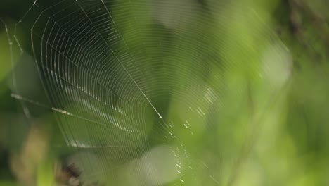 Zwischen-Den-Zweigen-Schwebt-Ein-Dünnes,-Zartes-Spinnennetz