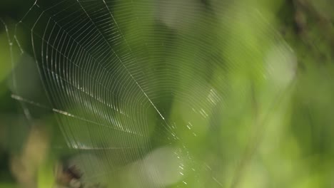 a thin delicate spiderweb floats between the branches