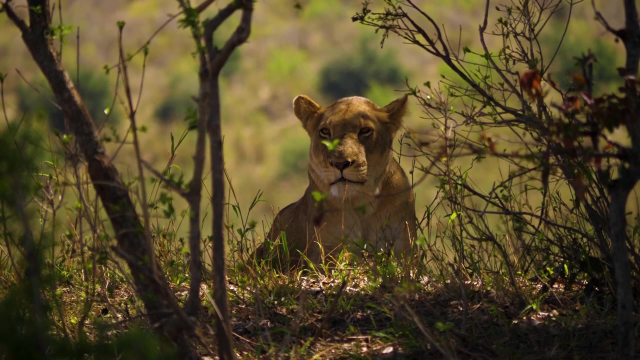 Close up profile view of an alert African lioness resting in the shade of a tree.