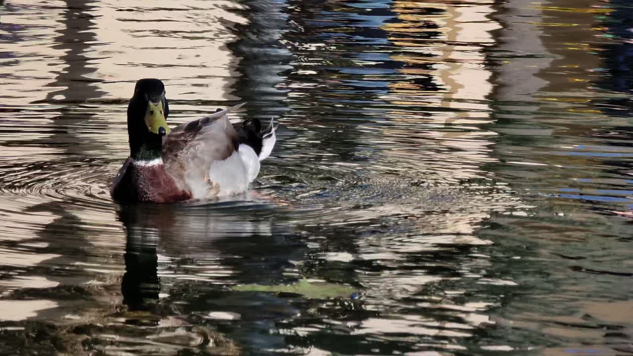 Una splendida ripresa di un'anatra maschio e una femmina che nuotano insieme, California