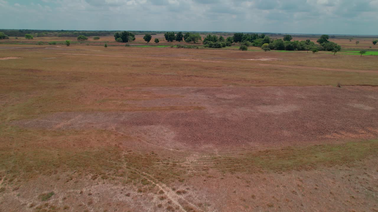 Cattle grazing on open plains of Apure, Venezuela seen from wide aerial perspective
