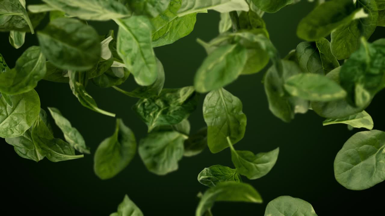 신선한 초록색 아기 스파나치 잎이 알파 매트와 함께 느린 모션 루프로 떨어집니다.